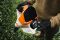 Акумуляторний повітродув STIHL BGA 110 (BA100115904)
